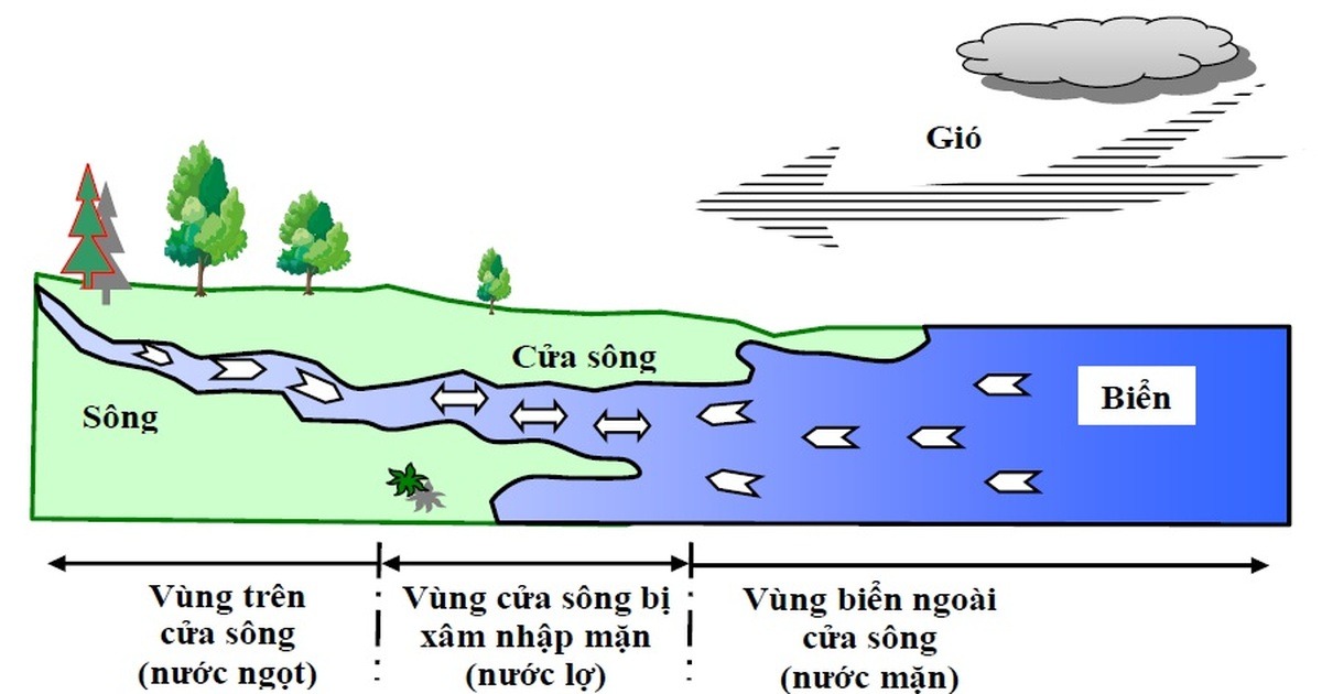 Nguyên nhân xâm nhập mặn ở khu vực ven biển